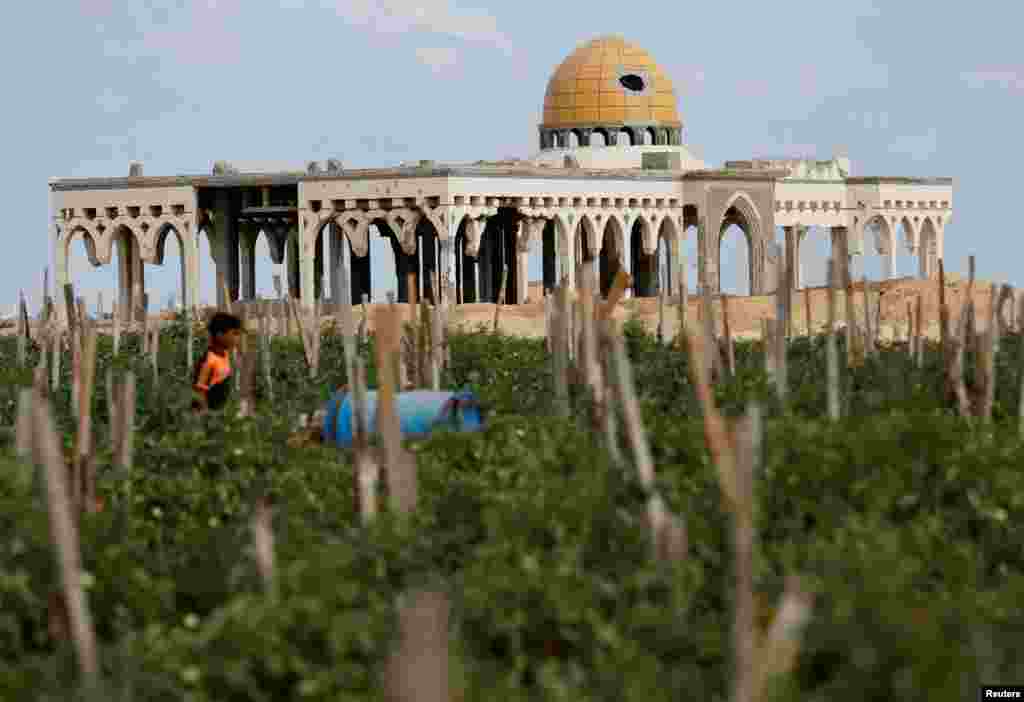 A Palestinian boy works in a tomato farm in Rafah in the southern Gaza Strip.