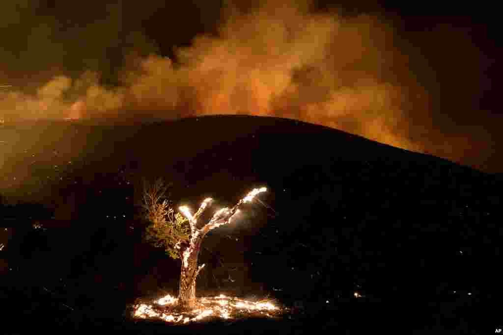 Wind whips embers from a burning tree during a wildfire, near Hemet, California, Sept. 6, 2022.