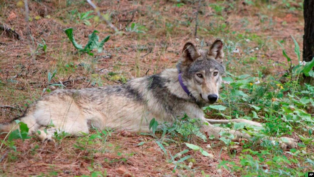 FILE - This February 2021 photo released by California Department of Fish and Wildlife shows a gray wolf (OR-93) near Yosemite, Calif. 