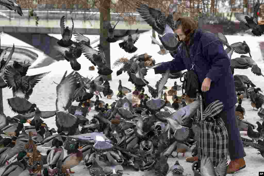 A woman feeds pigeons and ducks on the snow-covered banks of the Neris river in Vilnius, Lithuania.