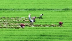 2025中共一號文件發布：糧食安全為核心 農村改革隱現政治風向