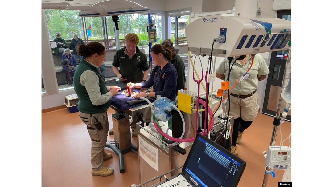 Taronga Western Plains Zoo team looks at a platypus being checked inside Taronga Wildlife Hospital at Taronga Western Plains Zoo, in this screen grab taken from a video, in Dubbo, Australia, July 8, 2024.