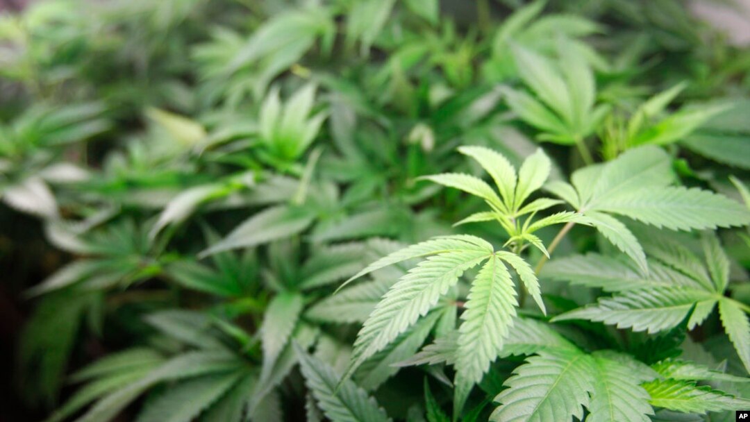 ARCHIVO - En imagen de archivo del 1 de enero de 2018, plantas de marihuana están a la venta en el dispensario de marihuana Harborside en Oakland, California. 