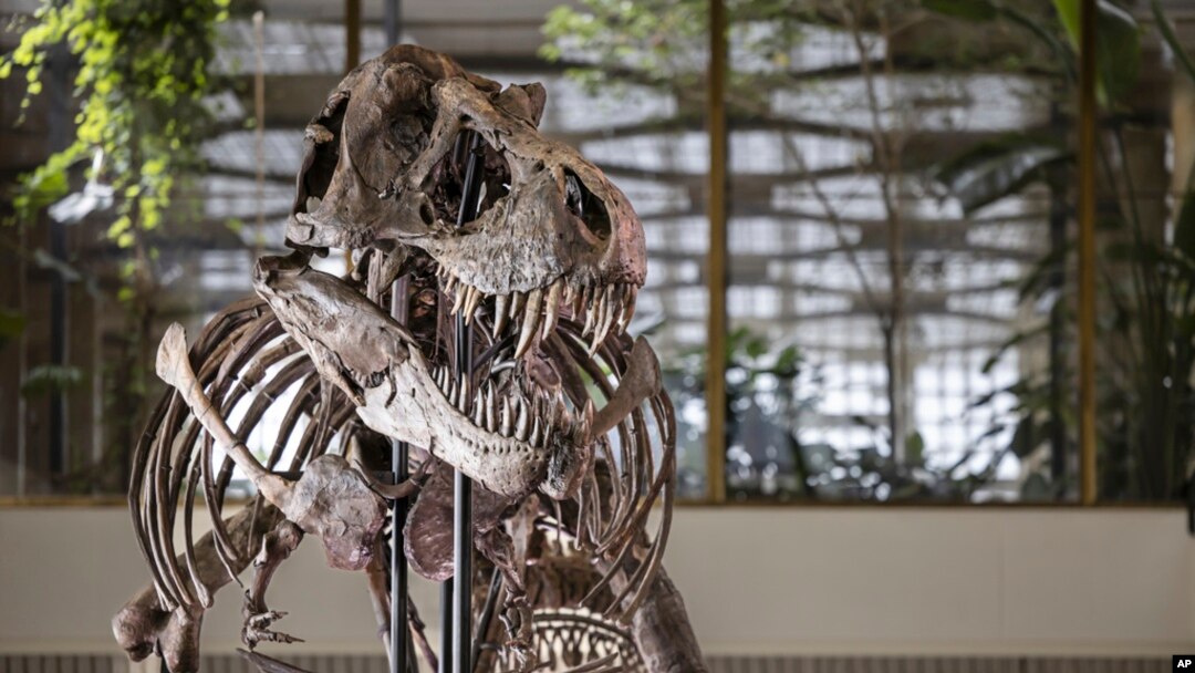 Imagen del esqueleto de un Tyrannosaurus rex llamado Trinity, en la casa de subastas Koller en el centro de conciertos Tonhalle Zurich, el miércoles 29 de marzo de 2023 en Zurich, Suiza.