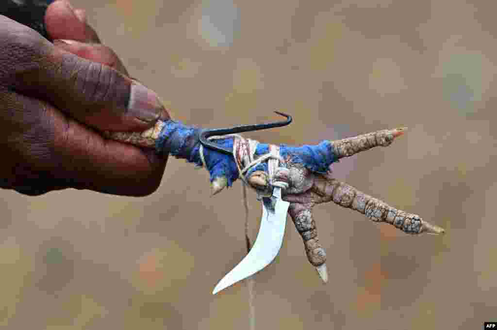A villager holds a rooster's leg with a blade attached before a cock fight at a local fair at Katekalyan in Dantewada district in India's Chhattisgarh state.