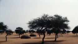 Niger sɔrɔdasi wolonwula fagara binkanni dɔ senfɛ jihadikɛlaw fɛ tenin don Niger ni Burkina Faso dancɛ kɛrɛfɛ.