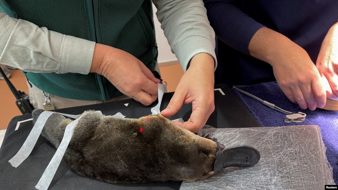 In this screen grab taken from a video, a person puts tape on a platypus in Taronga Wildlife Hospital at Taronga Western Plains Zoo in Dubbo, Australia, July 8, 2024.