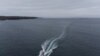 Descubren posible guardería de tiburón martillo liso en las islas Galápagos