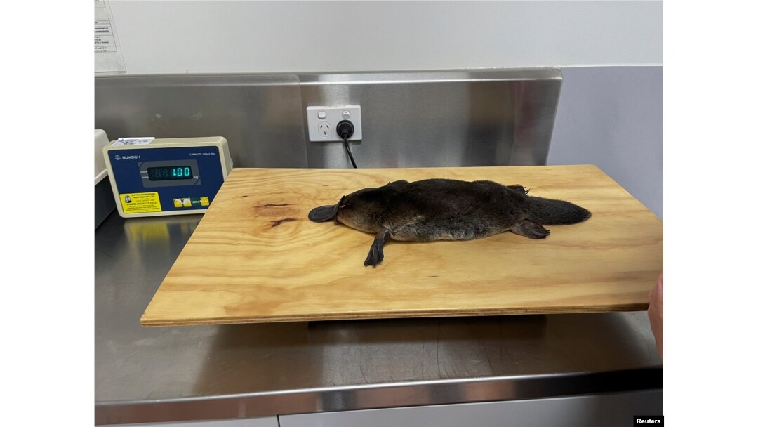 A platypus is kept to weigh inside Taronga Wildlife Hospital at Taronga Western Plains Zoo, in this screen grab taken from a video, in Dubbo, Australia, July 8, 2024.