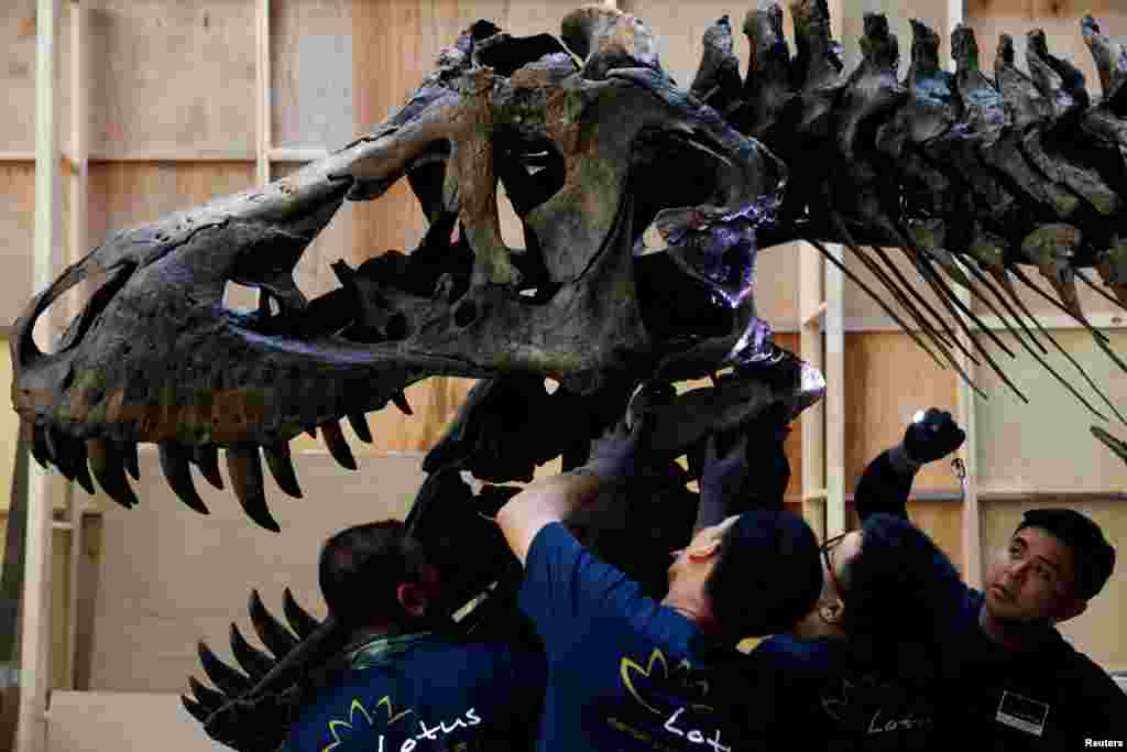 Shen the T. rex, a 1.4-ton Tyrannosaurus Rex dinosaur skeleton that is being offered for auction by Christie's, is assembled for display at the Victoria Theatre & Concert Hall in Singapore, October 27, 2022.