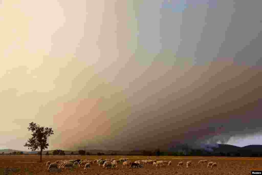 Sheep graze as a wildfire rages on during the second heat wave of the year in the vicinity of Guadapero, Spain.