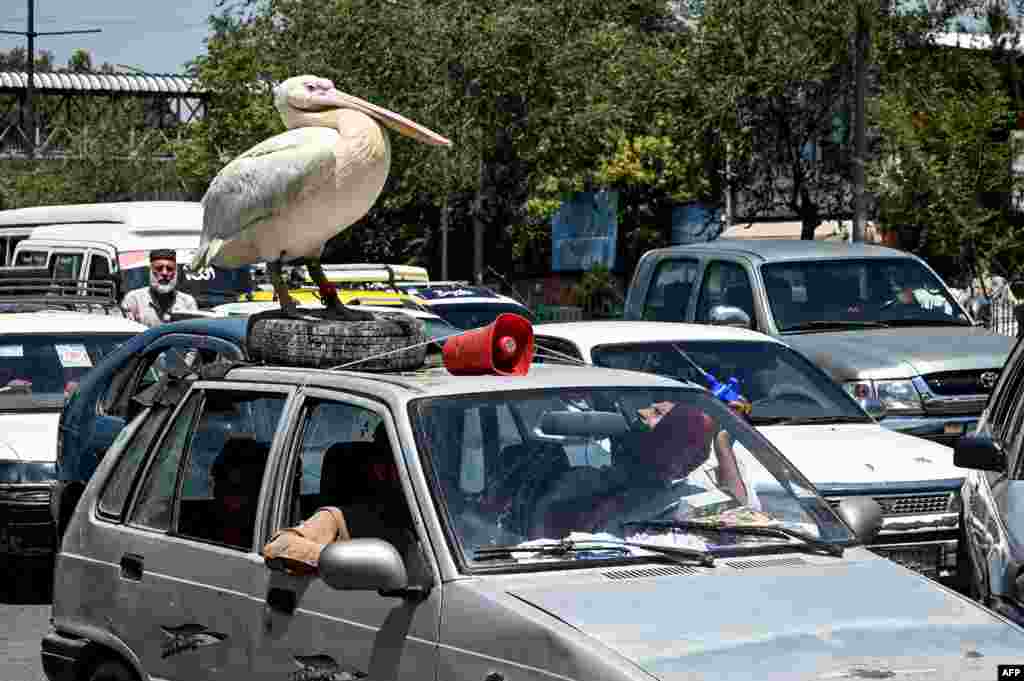 A pet pelican gets sprayed with water as it stands on top of a car that's stuck in traffic in Kabul, Afghanistan.