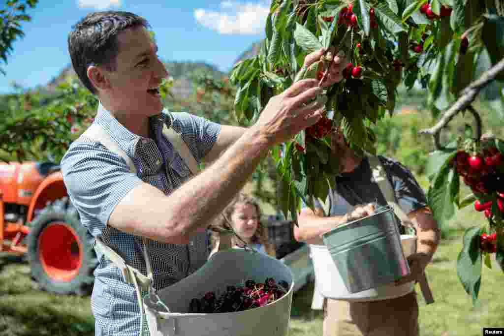 Canada's Prime Minister Justin Trudeau picks cherries at an orchard with owner Derek Lutz and his family in Summerland British Columbia, July 18, 2022.