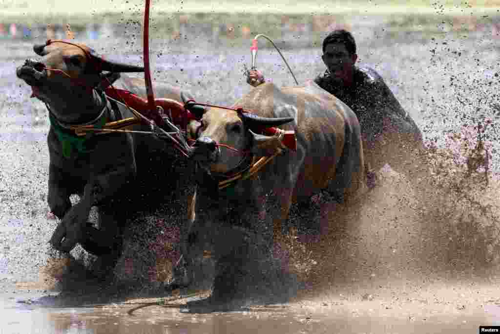 A jockey competes in Chonburi's annual buffalo race festival, in Chonburi province, Thailand.
