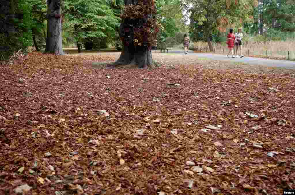 Unseasonably brown, fallen leaves are seen on the ground in Regent’s Park following recent, record high temperatures, in London.