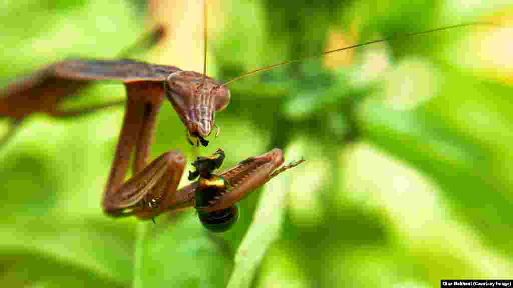 A praying mantis dines on a Japanese beetle for lunch, in Fairfax, Virginia.