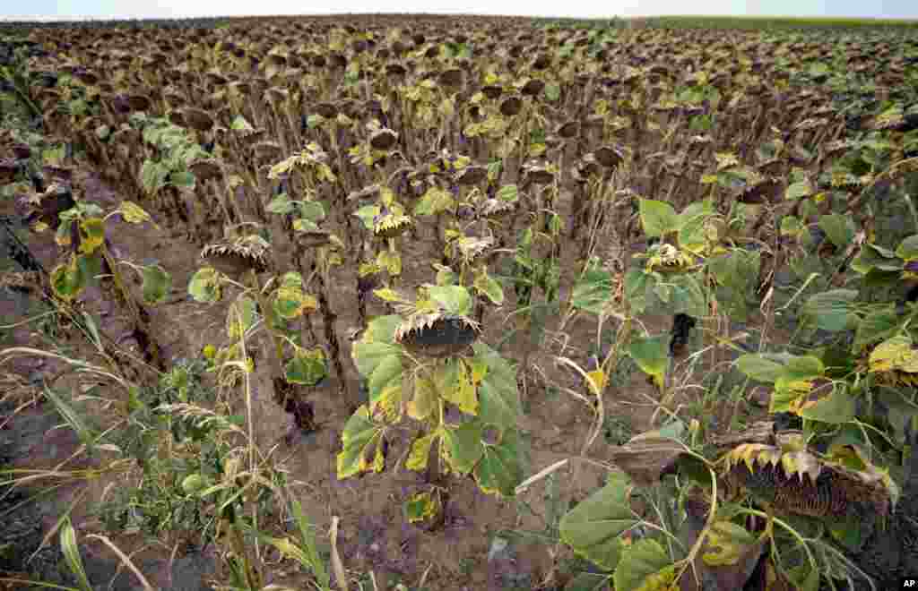 Wilted sunflowers are seen in a field near the village of Conoplja, 150 kilometers north-west of Belgrade, Serbia, Aug. 9, 2022.