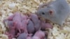 FILE - Researchers created a mouse model of pups born with autistic, anti-social behaviors, and then succeeded in reversing that behavior through diet.