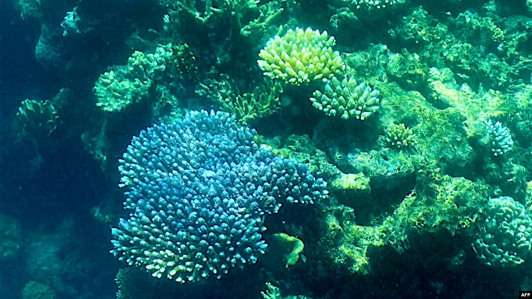 FILE - This picture taken on March 7, 2022 shows the coral on the Great Barrier Reef, off the coast of the Australian state of Queensland. The Great Barrier Reef has again been hit with "widespread" bleaching, authorities said on March 18, 2022.