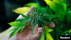 La ley también definiría la cantidad de THC en la sangre con la que sería ilegal conducir, y que se detectará con una prueba de saliva practicada a un costado del camino. 