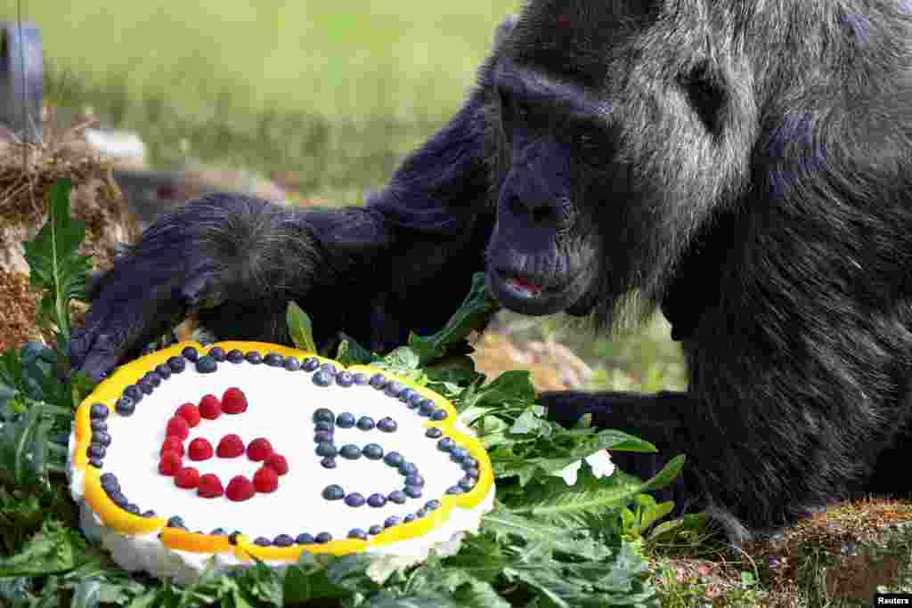 Western lowland gorilla Fatou, the world's oldest according to the Berlin zoo, receives a rice cake with fruit on her 65th birthday at the zoo in Berlin, Germany.
