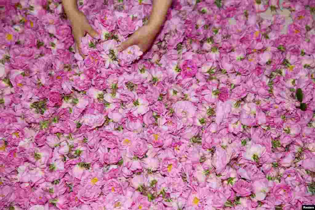 A farmer sorts roses used to make essential oils at a rose plantation in Haian in China's eastern Jiangsu province, May 5, 2019.