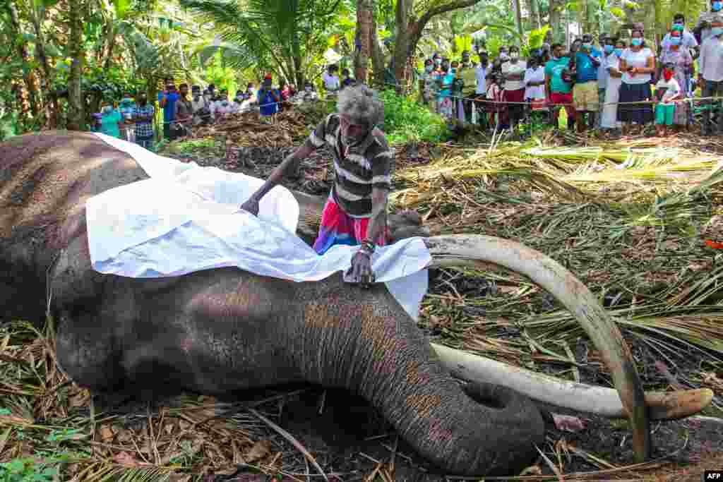 The mahout Wilson Kodituwakku places a white sheet on the body of Sri Lanka's sacred tusker Nadugamuwa Raja, who carried a golden casket of relics at an annual Buddhist pageant, in Weliweriya as the death sparked a stream of mourners and calls for a state funeral. 