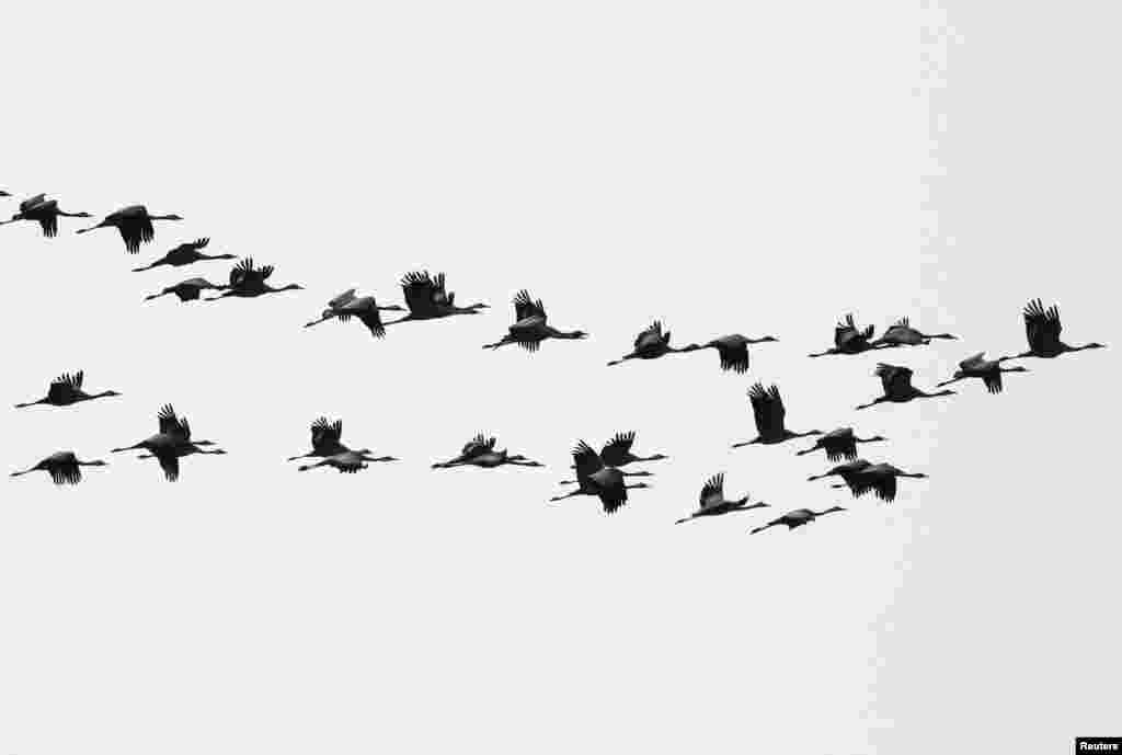 A flock of common cranes flies over the Ile Alatau mountains in Almaty Region, Kazakhstan.
