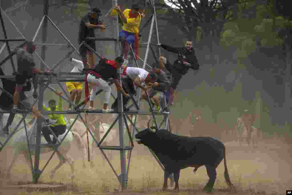 Men escape from a bull during the 'Toro de la Vega' bull festival in Tordesillas, Spain.