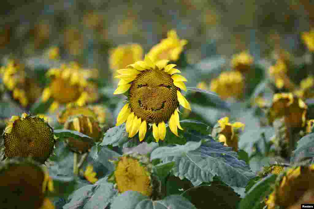 A sunflower is pictured in a sunflower field, near the demilitarized zone separating the two Koreas in Yeoncheon, South Korea.