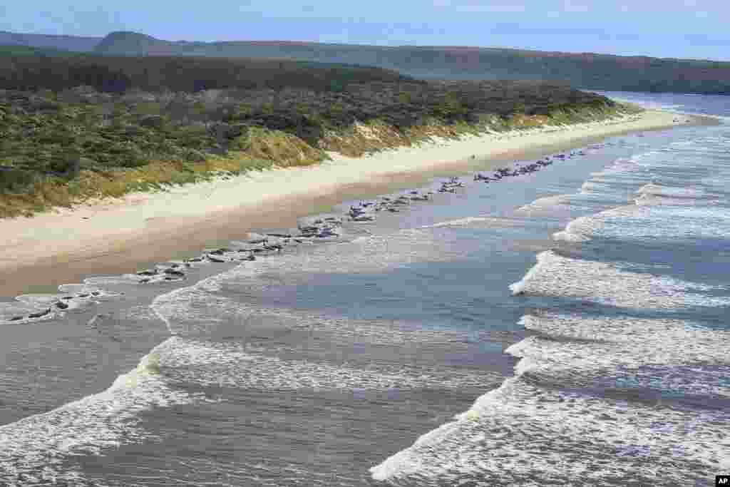 Whales stranded on Ocean Beach at Macquarie Harbor on the west coast of Tasmania of Australia.