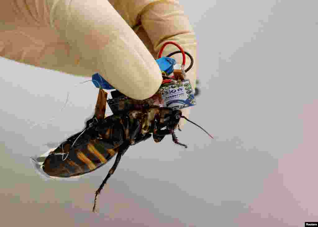 A researcher shows a Madagascar hissing cockroach, mounted with a "backpack" of electronics and a solar cell that enable remote control of its movement, during a photo opportunity at the Thin-Film Device Laboratory of Japanese research institution Riken in Wako, Saitama Prefecture, Japan.