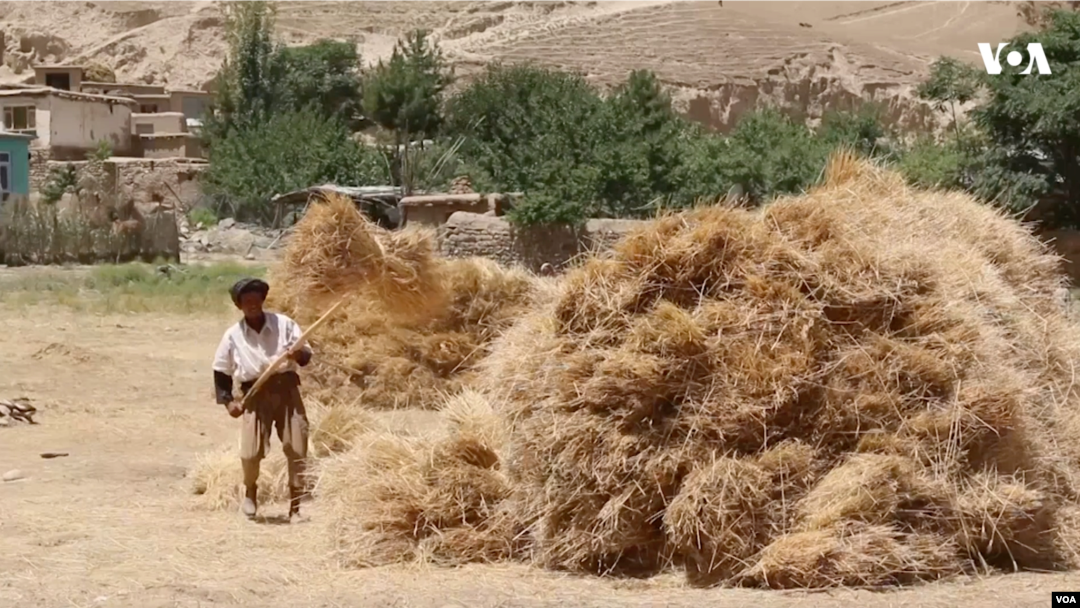 زمین زراعتی 