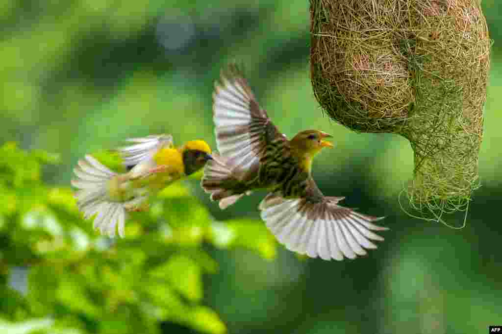 Baya Weavers, native birds across the Indian Subcontinent and Southeast Asia, fly while building nests at a park in Navi Mumbai, India.