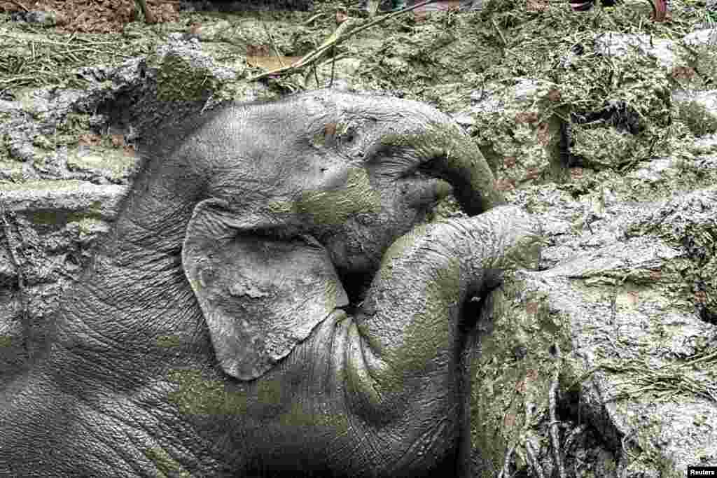 An elephant calf is seen inside a manhole after a baby and mother elephant fell into a manhole in Khao Yai National Park, Nakhon Nayok province, Thailand, July 13, 2022.