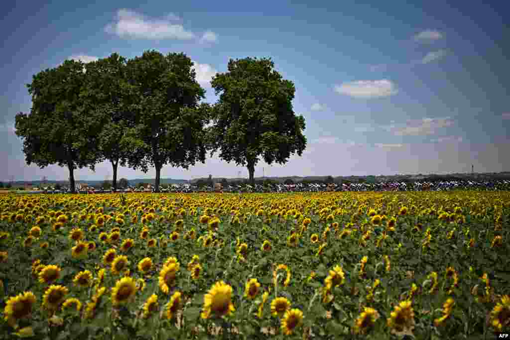 Competitors roll past sunflower fields during the 17th stage of the 109th edition of the Tour de France cycling race - 129,7 kilometers between Saint-Gaudens and Peyragudes in southwestern France.