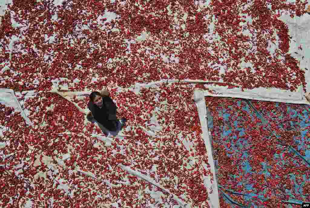 A Syrian girl dries chili peppers in the town of Muhambal in the rebel-held southern countryside of Syria's northwestern Idlib province, Sept. 19, 2022.