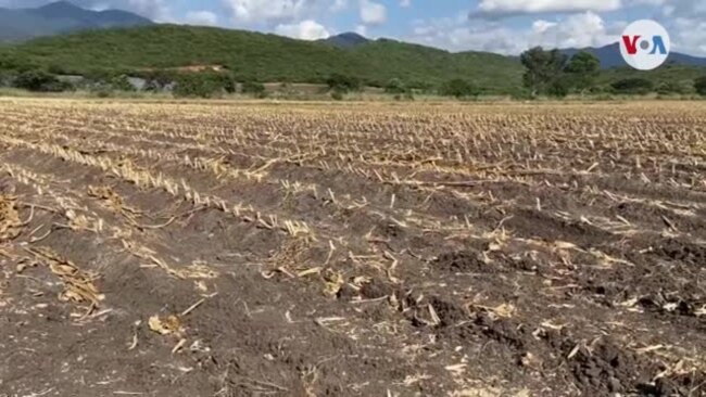 Nueve millones de centroamericanos sufren de inseguridad alimentaria