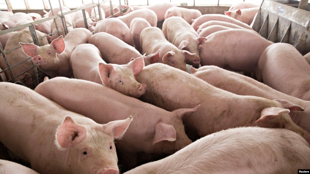 FILE - Pigs nearing market weight stand in a pen at Duncan Farms in Polo, Illinois, April 9, 2018.