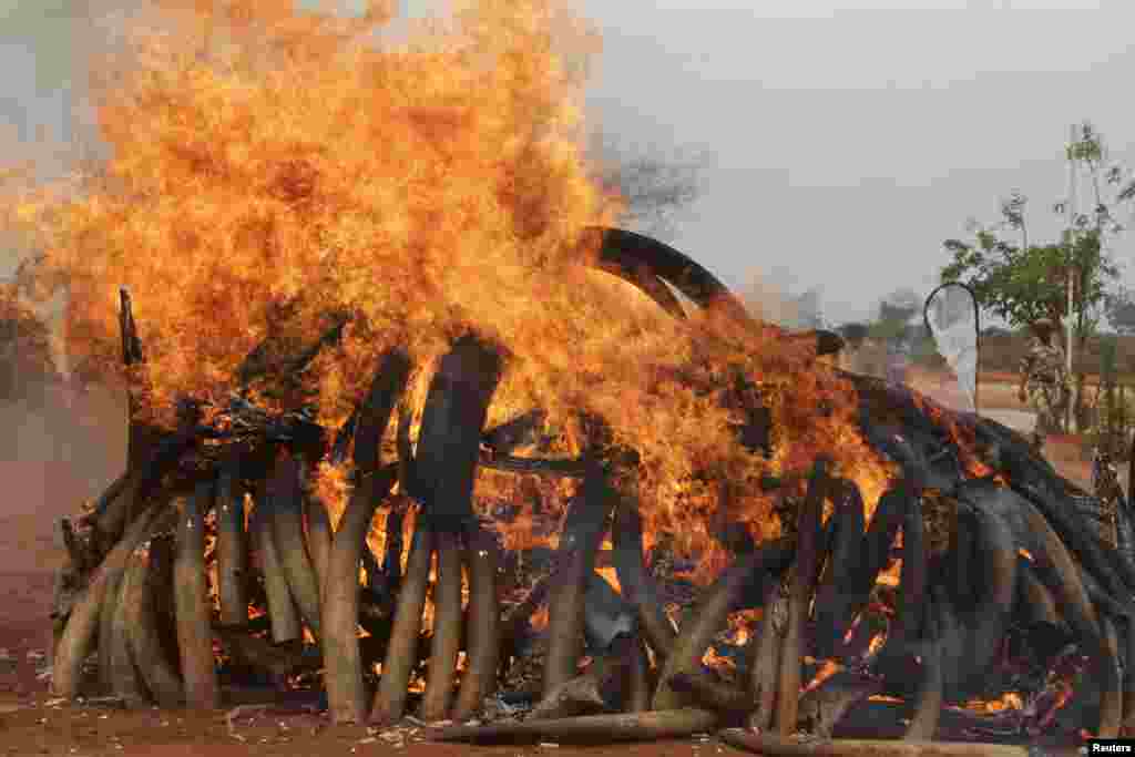 KENYA: The government's wildlife service frequently burns confiscated elephant tusks in public demonstrations. Tsavo West National Park torched five tons of ivory (above) harvested from elephants killed in Malawi and Zambia and confiscated in Singapore.