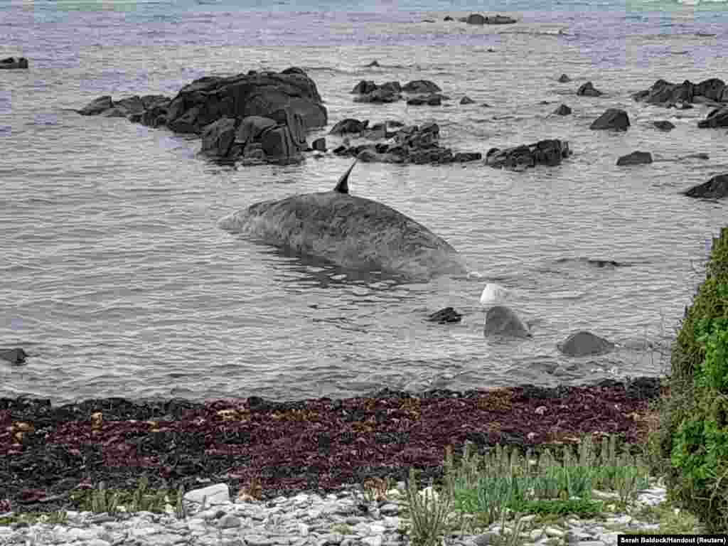 A beached sperm whale is seen at bay in King Island, Tasmania, Australia.