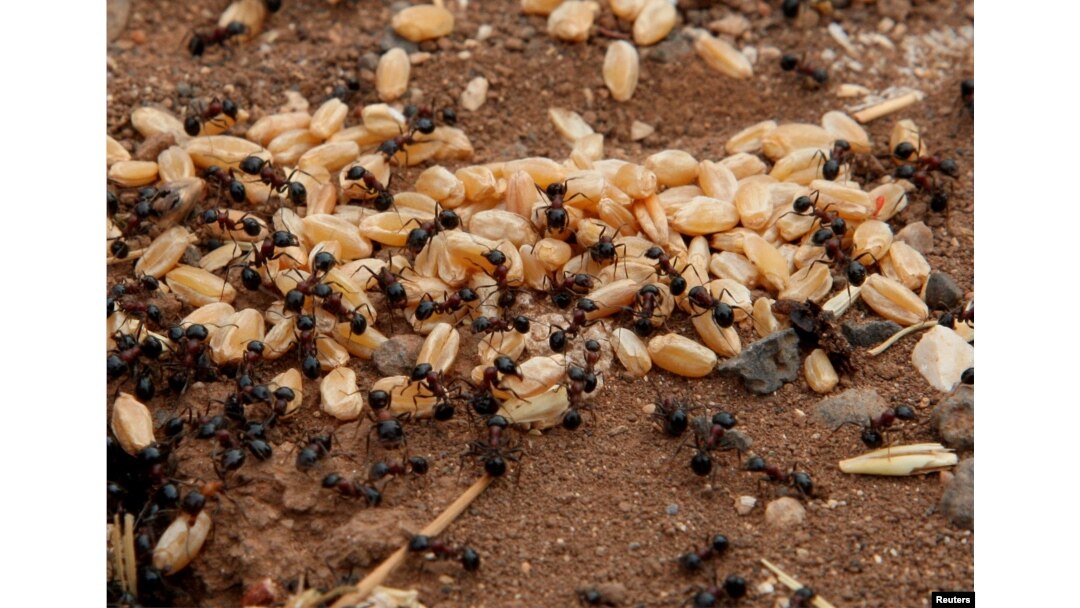 Ants carry grains of wheat in a field in Assanamein area, south of Damascus, on August 20, 2009. (REUTERS/Khaled al-Hariri)