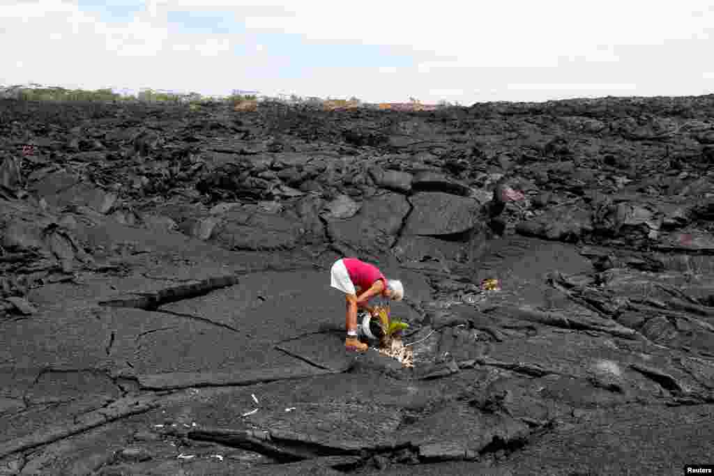 Diane Cohen, 64, who was forced to leave her home when the Kilauea Volcano erupted and covered it with lava last summer, plants a coconut tree on her property in Kapoho, in Hawaii.