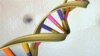 A DNA double helix is seen in an undated artist's illustration. Scientists have engineered a gene-editing technique called CRISPR/Cas9 to cut out the HIV-infected DNA from cells.