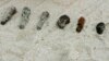 A Century After WWI, Munitions Still Make Their Way Onto Beaches