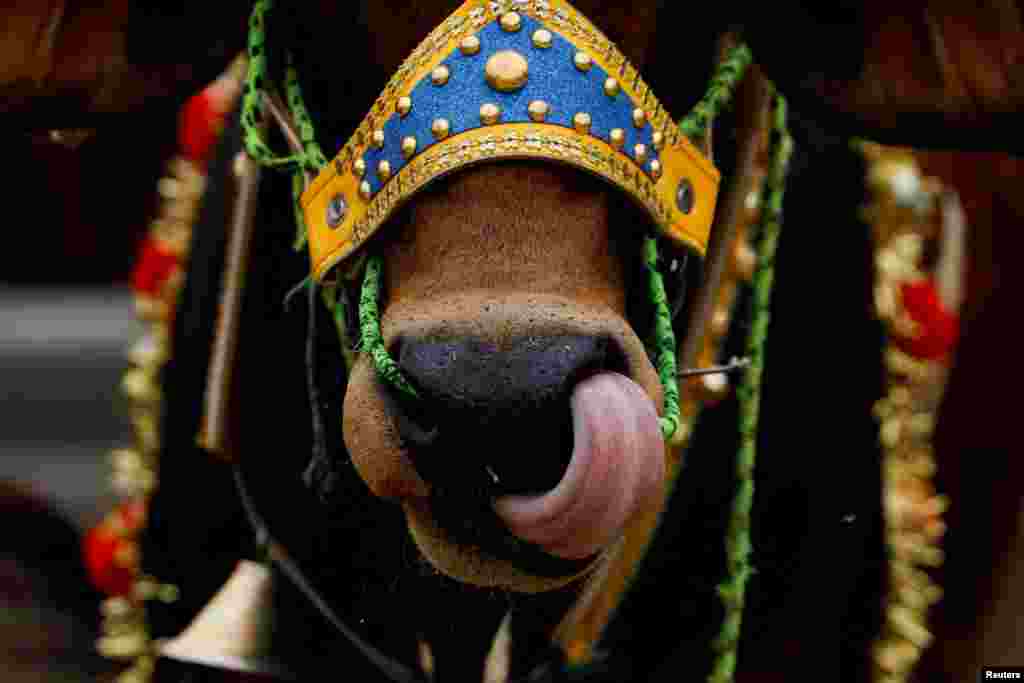 A sacrificial cow is displayed at a cattle market, ahead of the Eid al-Adha festival, in Peshawar, Pakistan.