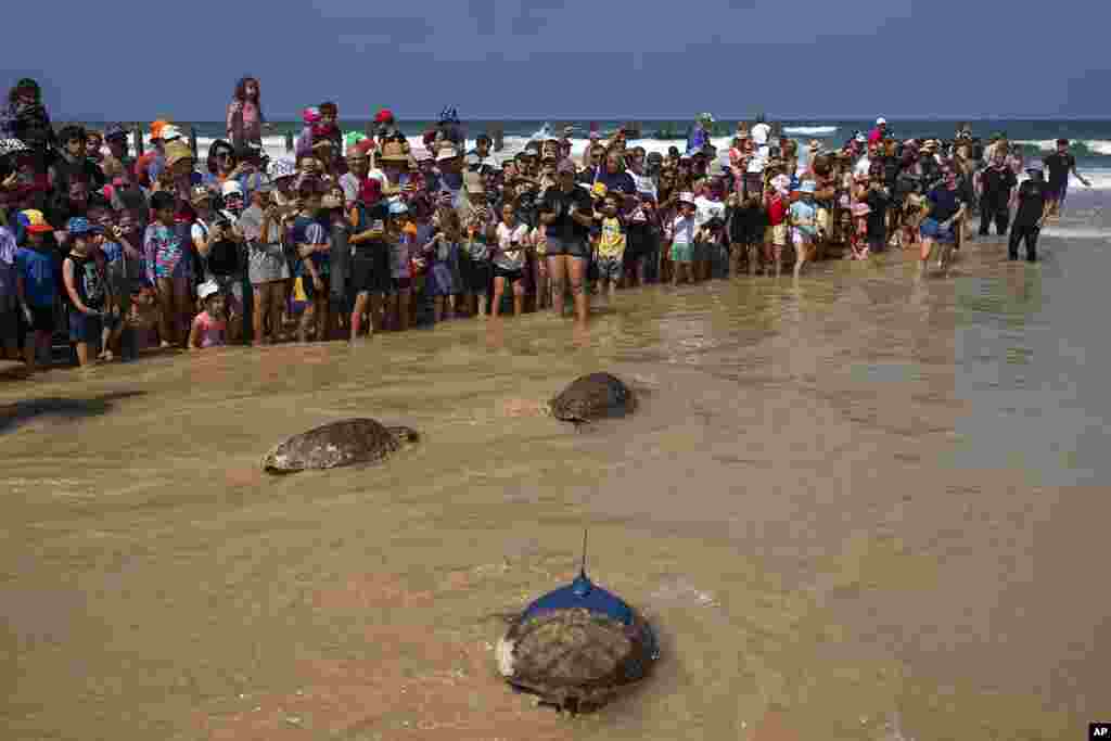 Green and brown sea turtles make their way to the Mediterranean Sea after being released by the Sea Turtle Rescue Center, run by the Israel National Nature and Parks Authority, in Beit Yanai beach, Israel.
