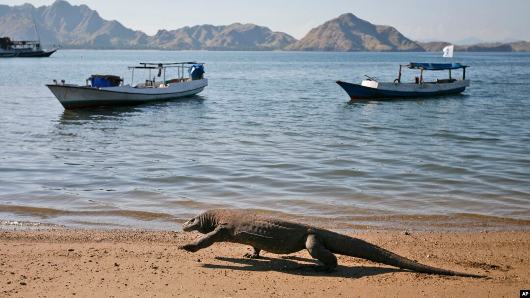 FILE - A Komodo dragon walks on a beach on Komodo island, Indonesia, Thursday, April 30, 2009. (AP Photo/Dita Alangkara)