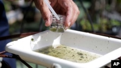 FILE - In this Tuesday, June 28, 2016 file photo, Evaristo Miqueli, a natural resources officer with Broward County Mosquito Control, takes water samples decanted from a watering jug, checking for the presence of mosquito larvae in Pembroke Pines, Fla.