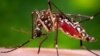 FILE - A photo provided by the Centers for Disease Control and Prevention shows a female Aedes aegypti mosquito acquiring a blood meal from a human host. 